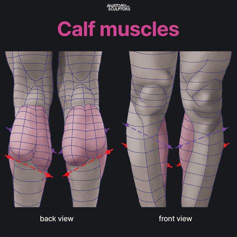 Gastrocnemius muscle anatomy for sculptors – Artofit