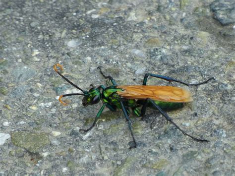 Tarantula Hawk Wasp Pepsis Sp Avispa Cazadora De Tarántu Flickr