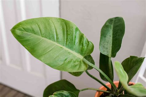 Growing Philodendron Erubescens Indoor