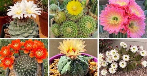 30 Types Of Popular Cactus Pictorial Guide R Cacti