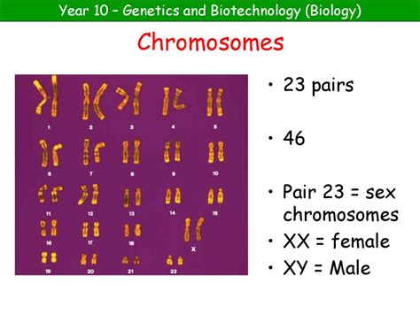 Cell Division Mitosis Ppt Download