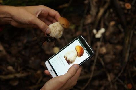 Avis Expert Les Applications Pour Reconna Tre Les Champignons Sont De