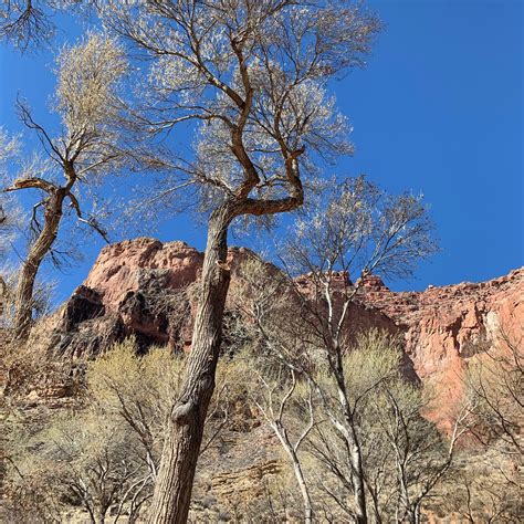 Havasupai Gardens Campground — Grand Canyon National Park Grand