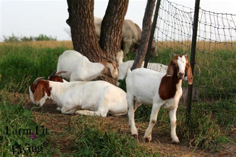 DIY Goat Mineral Feeder For Loose Mineral | Farm Fit Living