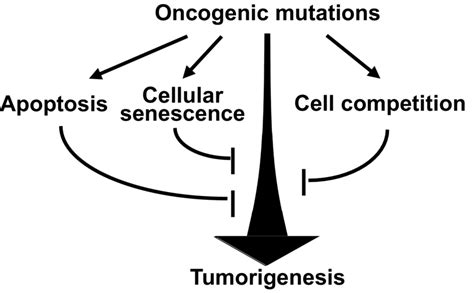 Oncogenic mutations trigger intrinsic tumor‐suppressive programs. A... | Download Scientific Diagram