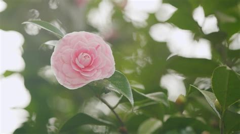 Premium Photo Camellia Japonica April Dawn Blush Pink Camellia