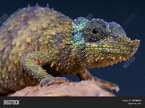 Spiny Pygmy Chameleon Image And Photo Free Trial Bigstock