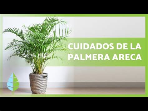 PALMERA ARECA cuidados Guía práctica con VÍDEO