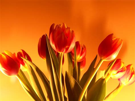 40 Tulips Backgrounds Wallpapers Wallpapersafari