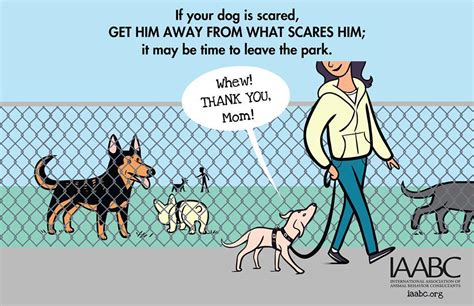 Paradigm InfoStream: Dog Park Safety Project Aims to Educate