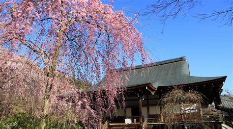 Arashiyama, Tenryuji Temple, Ninnaji Temple Kyoto Cherry Blossom Tour ...