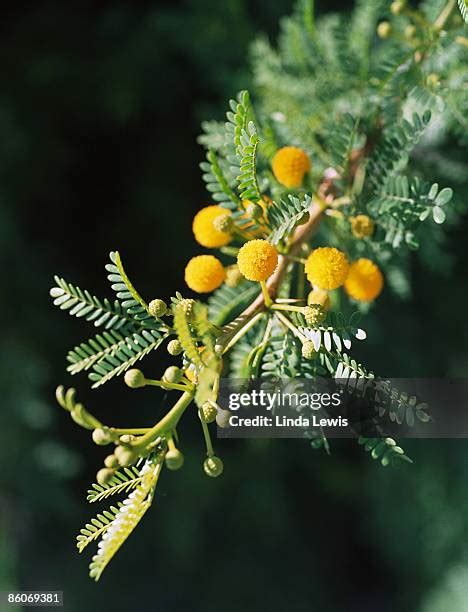 15 Acacia Capensis Stock Photos, High-Res Pictures, and Images - Getty Images