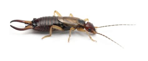 Earwigs Myths And Facts Raven Termite And Pest Control