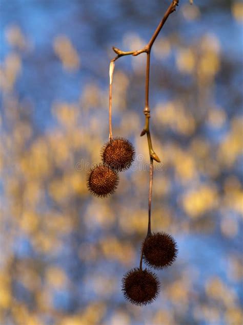 Arbre Plat De Boule De Graine Image Stock Image Du Stationnement