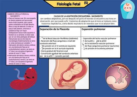 Fisiolog A Fetal Adaptaci N Circulatoria Mishelle Chavez Udocz