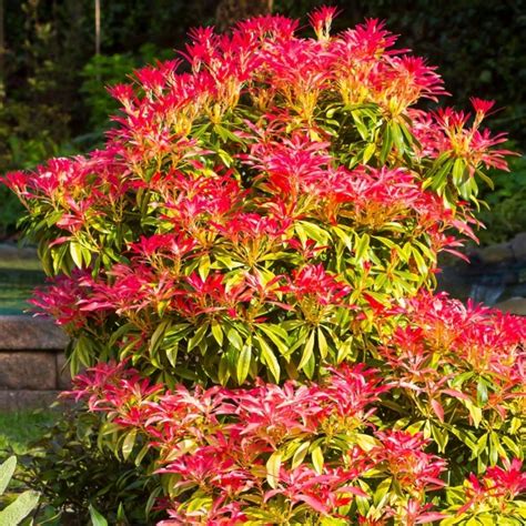 Pieris Japonica Mountain Fire Plant Garden Shrubs Free Uk Delivery