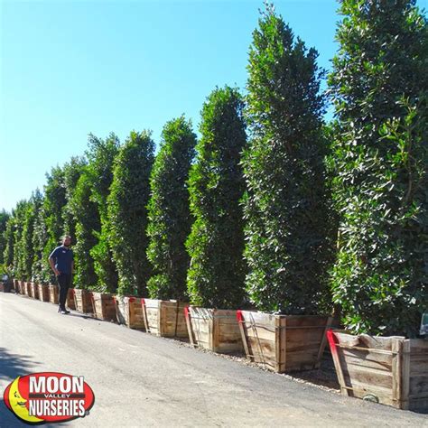 Ficus Nitida Columns Ficus Nitida Ficus Landscaping Plants