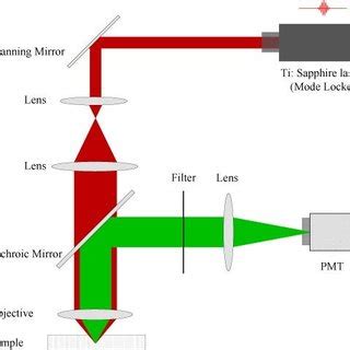 Schematic Diagram Of The Experimental Setup For Two Photon Imaging Of