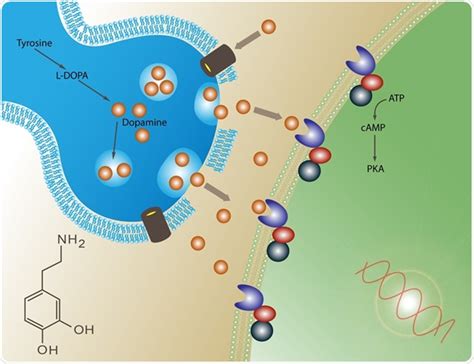 Serotonin And Dopamine Relationship