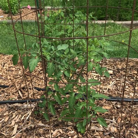 Tomato, Super Sweet 100 - Cypress Basin Master Gardeners Association