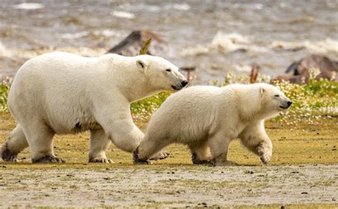 Vet Makes Memories With Mom Polar Bears Whales At Seal River