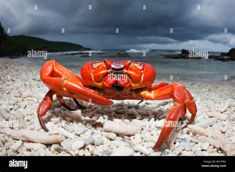 Christmas Island Red Crab At Ethel Beach Gecarcoidea Natalis Christmas Island Australia Stock