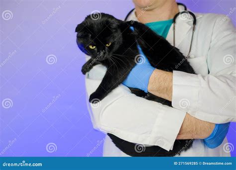 Cats In Vet Doctor Hands Doctor Veterinarian Examining Kittens Mammal