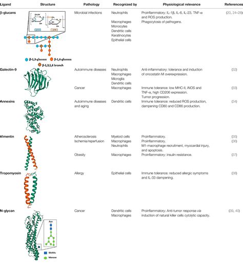 Frontiers Dectin 1 Signaling Update New Perspectives For Trained Immunity