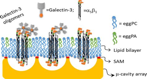 Galectin Binding To Integrin In Pore Suspended Biomembranes