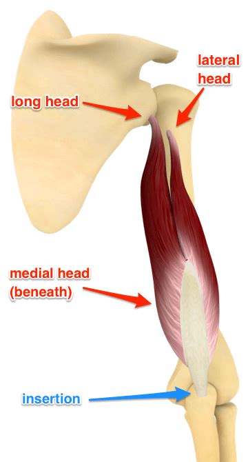 Triceps Brachii Origin And Insertion