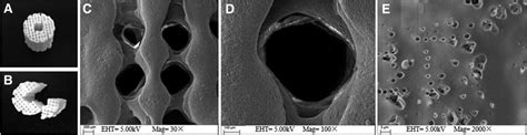 Macroscopic Observation And Sem Evaluation Of Plga B Tcp Scaffolds A Download Scientific