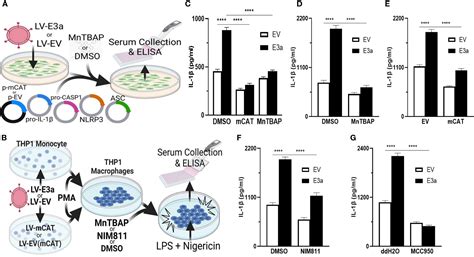 Frontiers Sars Cov Viroporins Activate The Nlrp Inflammasome By