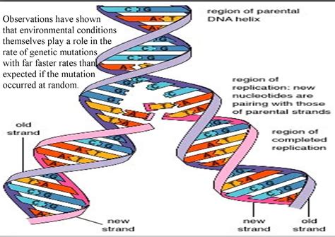 Double helix dna - grossbicycle