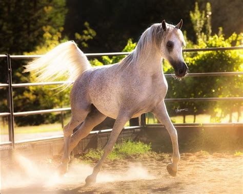 Arabian Horse En 2020 Caballos Del Mundo Caballos Caballo Arabe