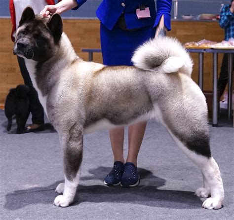 Sintético 101 Foto Precio De Un Perro Akita Japones Lleno