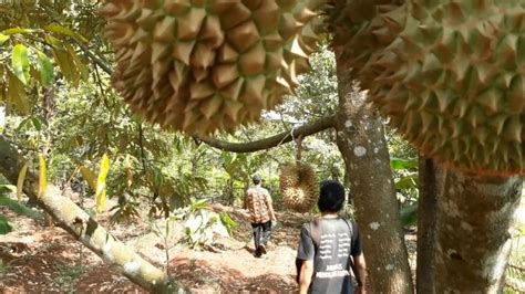 Persen Durian Di Banyumas Gagal Berbuah Ternyata Ini Penyebabnya