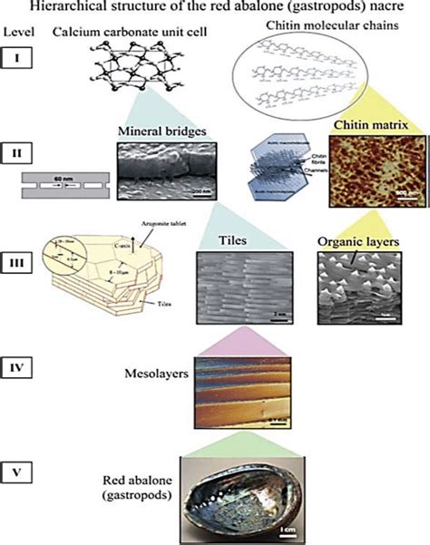 Hierarchical Structure Of The Red Abalone Shell Gastropod From Nano