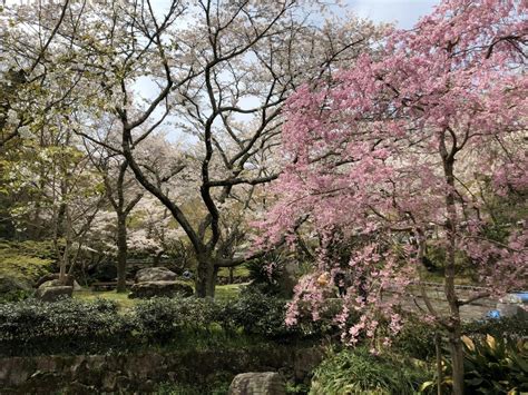 『桜満開 大津 長等公園～三井寺～琵琶湖疎水を歩いてきました。』大津滋賀県の旅行記・ブログ By Olive26さん【フォートラベル】