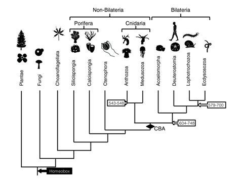 Complex Metazoan Phylogenetic Tree