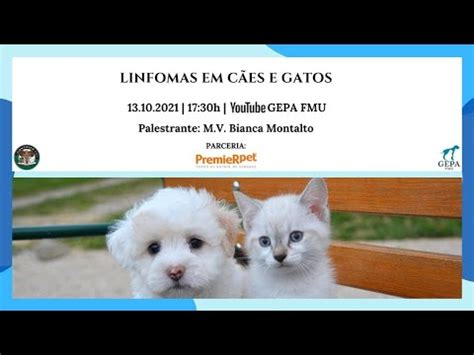 Linfomas em cães e gatos YouTube