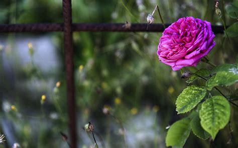 Розы Весной Фото Telegraph