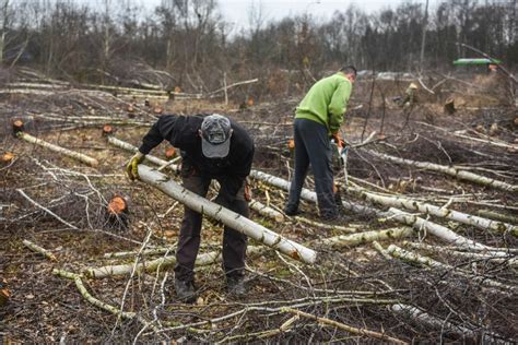 WYCINKA DRZEW 2017 Nowe Przepisy 17 Czerwca NOWELIZACJA USTAWY