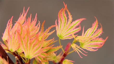 Shin Hikasa Japanese Maple Conifer Kingdom