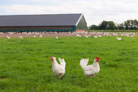 White Leghorn Chickens Baby Chicks For Sale Cackle Hatchery®