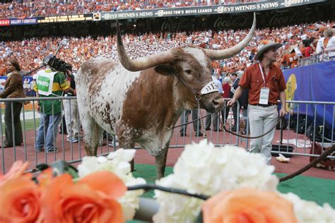 Texas Longhorn Mascot Bevo Xiv Dead 5 Fast Facts