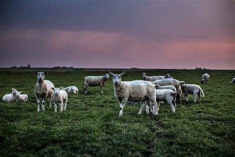 White Sheep on Farm · Free Stock Photo