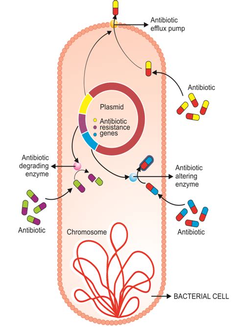 The Mechanisms of Action and Resistance to Fluoroquinolone in ...