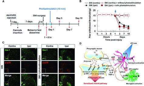 Optogenetic Stimulation Of Spinal Astrocytes Enhances Pain