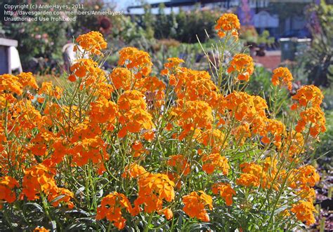 PlantFiles Pictures Erysimum Species Siberian Wallflower Erysimum