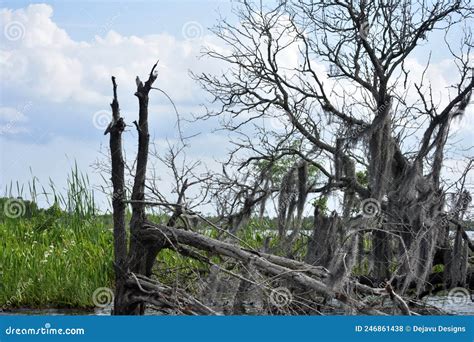 Dead Trees In The Swamp And Marsh Stock Photo Image Of Orleans Marsh